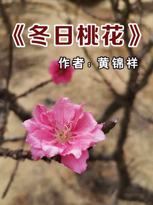 冬日桃花 冬日桃花