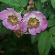 刺毛薔薇 刺毛薔薇