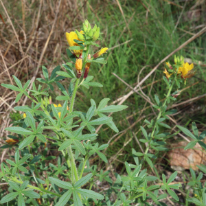 Cleome microaustralica