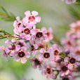 傑拉爾頓臘花(淘金彩梅) 傑拉爾頓臘花(淘金彩梅)