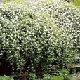 七星花 七星花