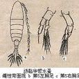 湯匙華哲水蚤 湯匙華哲水蚤