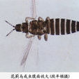花薊馬 花薊馬