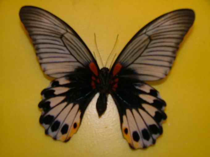 玉斑美鳳蝶
