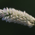青葙花 青葙花