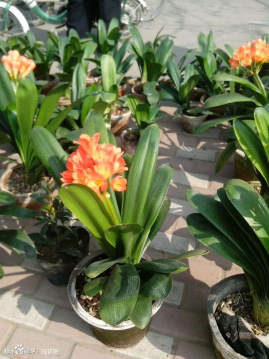 濮科花3號 濮科花3號