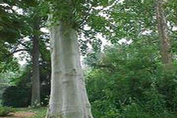 Platanus × acerifolia Platanus × acerifolia