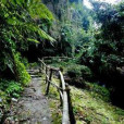 木城桫欏溝(桫欏溝(江木城鎮境內景點)) 木城桫欏溝(桫欏溝(江木城鎮境內景點))