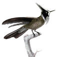 髯蜂鳥 髯蜂鳥