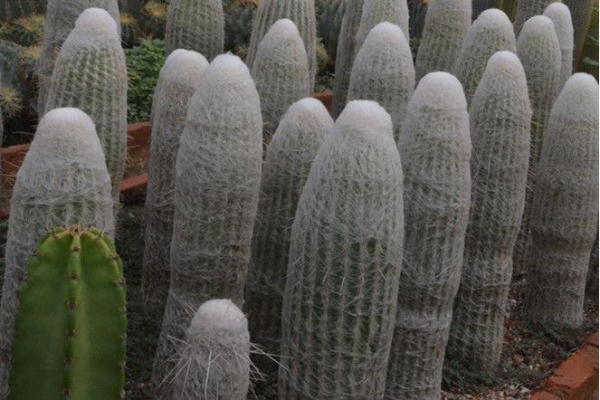 迎天樂