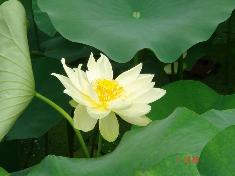 引錐自刺 引錐自刺