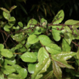 雀梅藤(鼠李目鼠李科植物)
