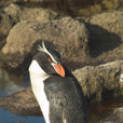 斯島黃眉企鵝