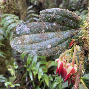 Ceratostema calycinum