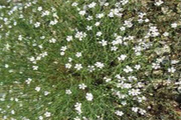 Petrorhagia saxifraga Petrorhagia saxifraga