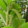 華南天料木 華南天料木