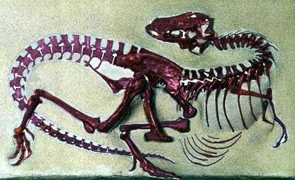 蛇發女怪龍化石圖