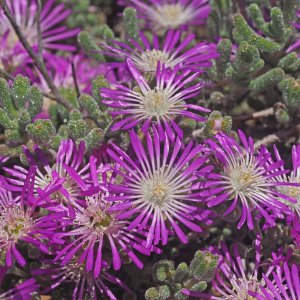 彌生花 彌生花