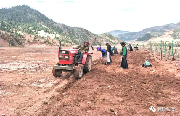 2018年5月巴拉村在村集體用地上種植苜蓿草