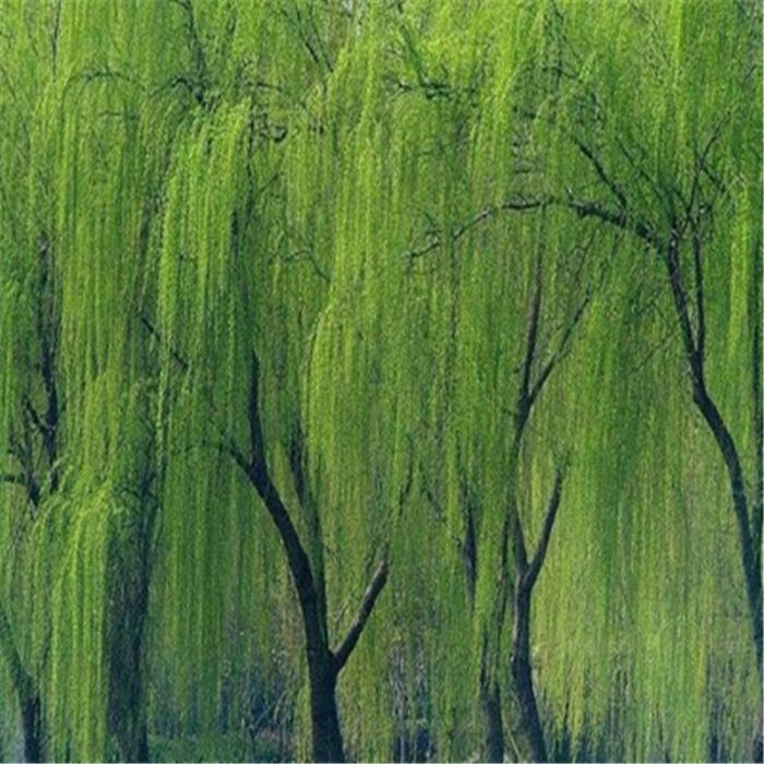 秦柳(楊柳科柳屬植物) 秦柳(楊柳科柳屬植物)