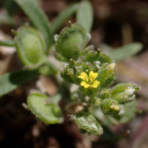Alyssum siculum