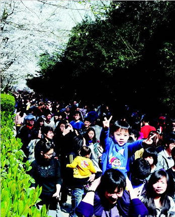 武漢大學櫻花樹下遊人如織