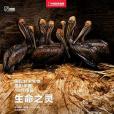 生命之靈(2015年中信出版社出版的圖書) 生命之靈(2015年中信出版社出版的圖書)