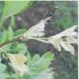 山楂枯梢病 山楂枯梢病