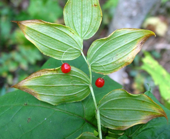 扭柄花屬 扭柄花屬