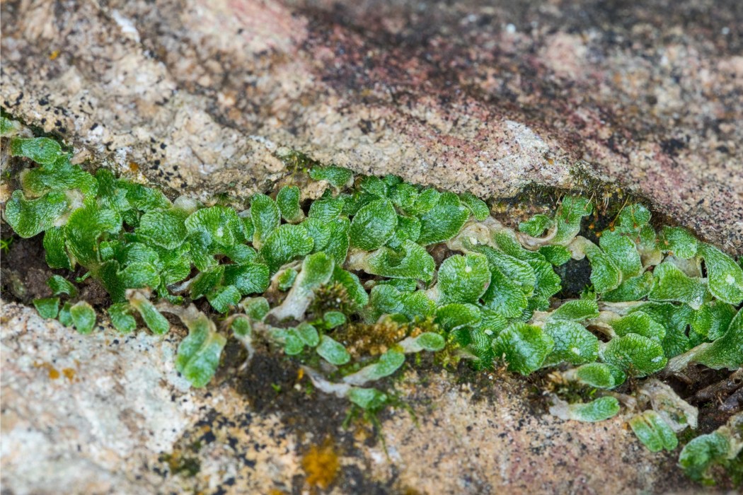 膨柄星孔苔 膨柄星孔苔
