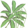 燈台葉 燈台葉