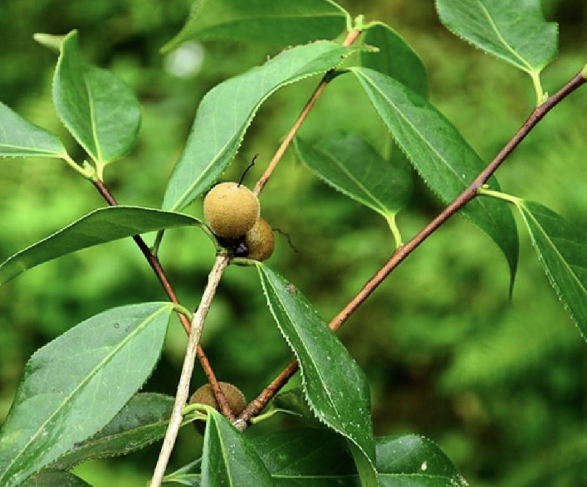 西南紅山茶(心葉毛蕊茶) 西南紅山茶(心葉毛蕊茶)
