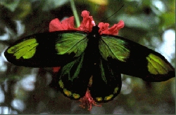 維多利亞鳥翼鳳蝶(圖9)