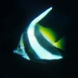 多棘立旗鯛(多棘馬夫魚) 多棘立旗鯛(多棘馬夫魚)