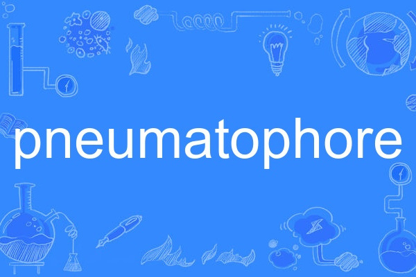 pneumatophore pneumatophore