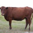 草原紅牛