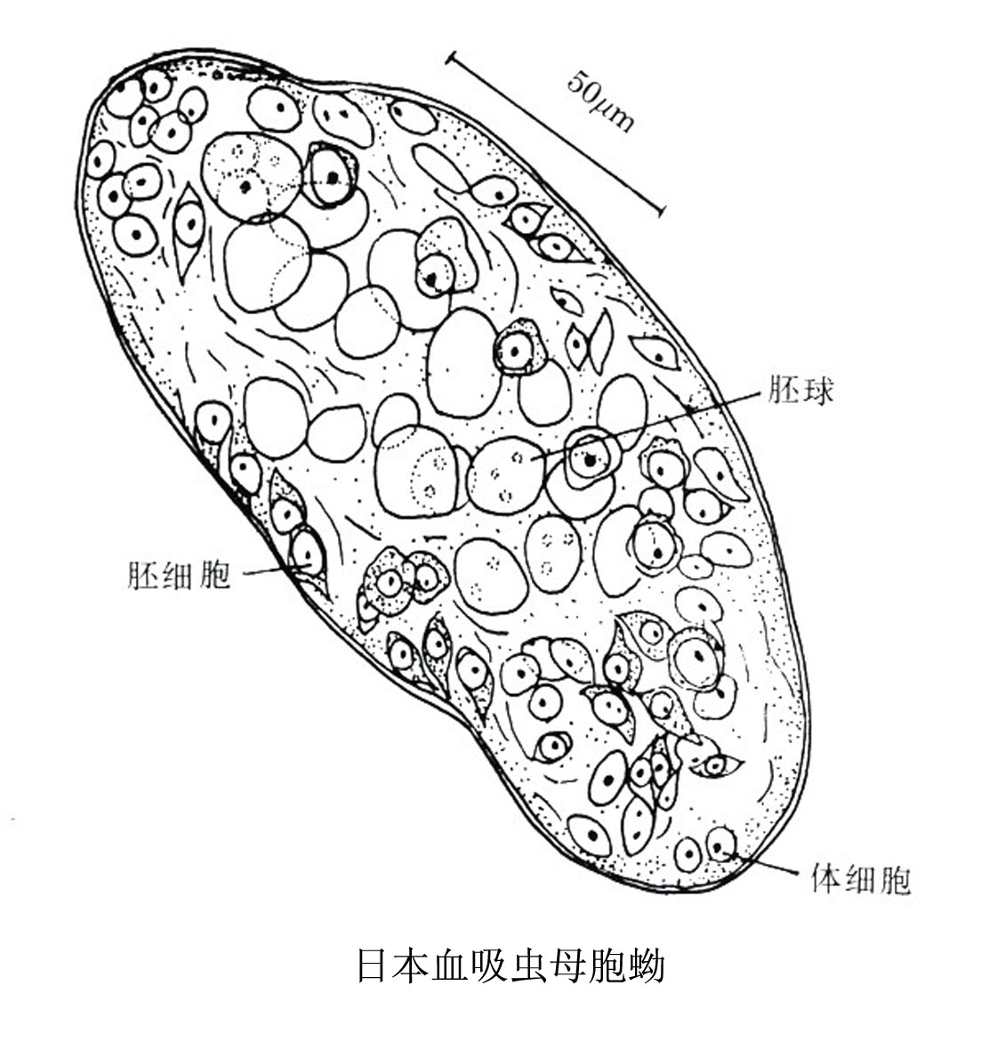 日本血吸蟲母胞蚴