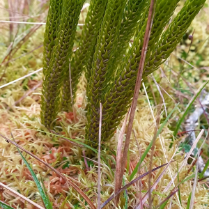 Phlegmariurus stephani