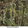 芝麻疫病 芝麻疫病