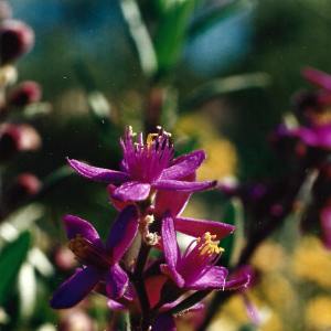 Aizoon paniculatum