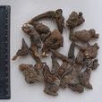 細莖烏頭 細莖烏頭