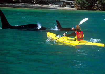 Kayaking with orca, Matakana Island