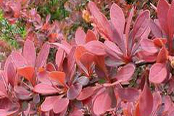Berberis thunbergii f. atropurpurea \x27Rose Glow\x27 Berberis thunbergii f. atropurpurea \x27Rose Glow\x27