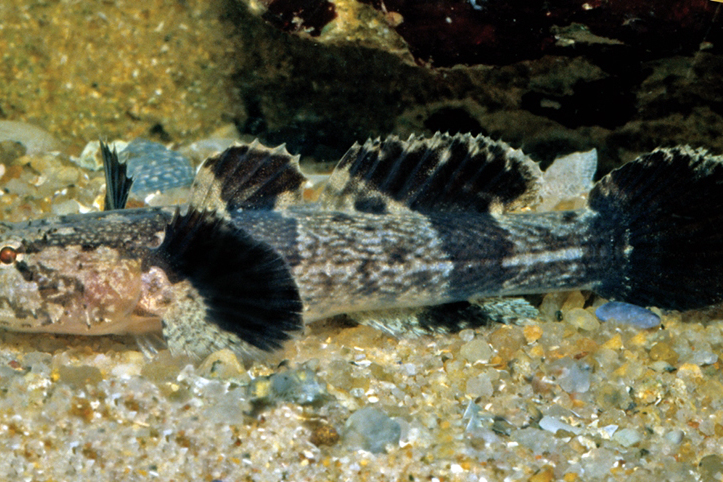 美鰕虎魚屬 美鰕虎魚屬