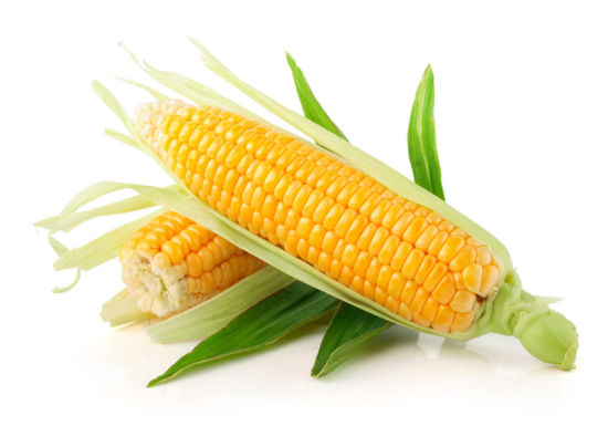 玉米(禾本目禾本科植物)