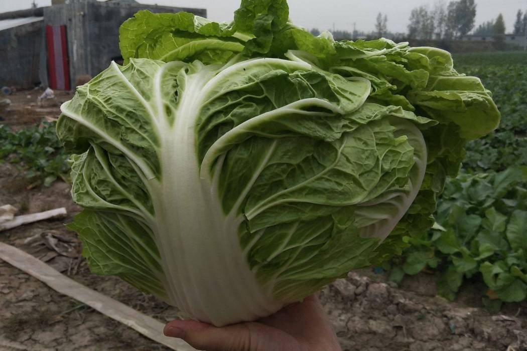 圓頭牛奶菜 圓頭牛奶菜