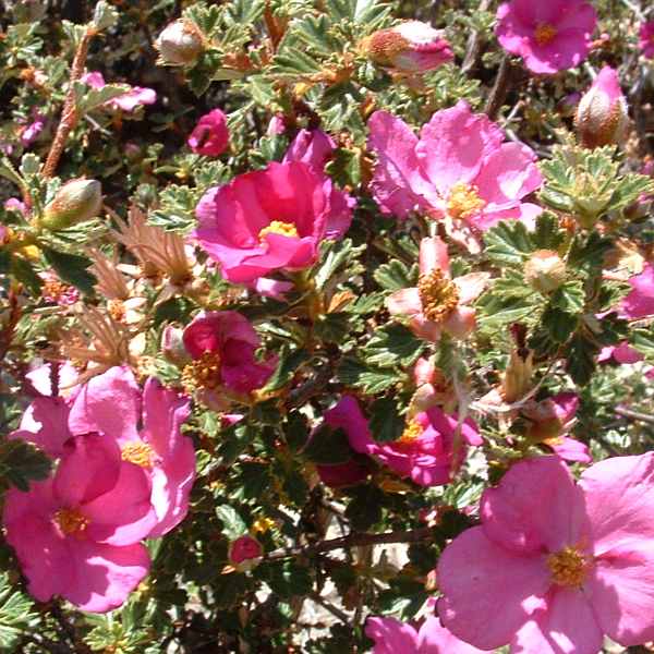 Purshia plicata
