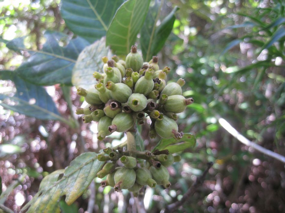 Paracephaelis sericea