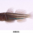 條鰕虎魚 條鰕虎魚