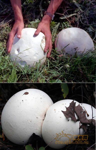 巨型蘑菇(一種生長在自然界中的真菌)